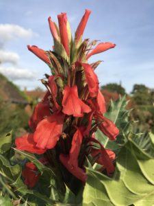 Cura e manutenzione dei fiori freschi - Silviadeifiori