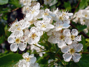 Corso Come creare i Fiori Giganti! - Silviadeifiori